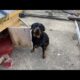 Rottweiler (IKC Reg) pups