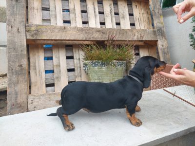Dachshund Puppies for Sale in Arklow