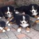 IKC Reg Bernese Mountain Dog Puppies