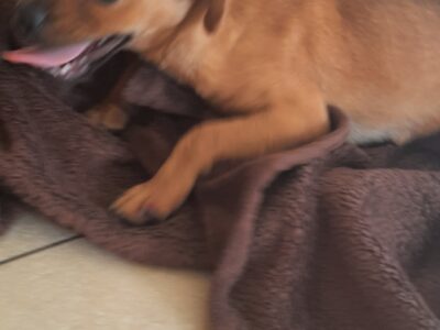 Pug x Cavapoo Puppies for Sale in Wexford
