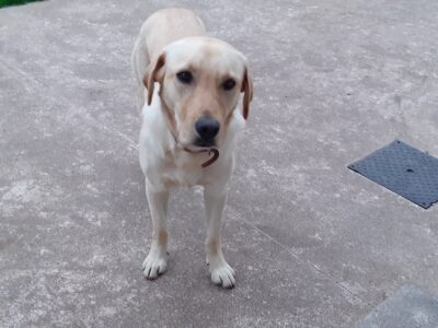 Labrador in Monaghan Town – Great Family Dog