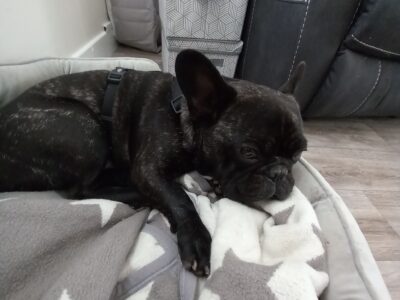 French Bulldog for Sale in Portmagee