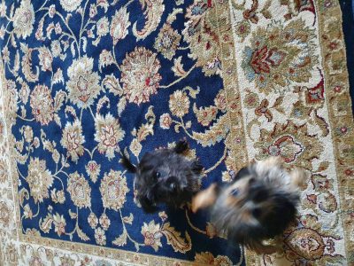 Yorkshire Cross Puppies for Sale in Charleville
