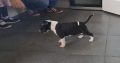 BULL TERRIER *puppies*