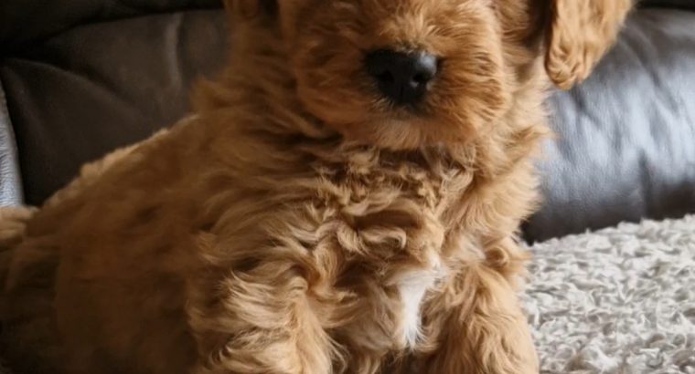 Cavapoo Puppies