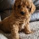 Cavapoo Puppies