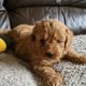 Cavapoo Puppies