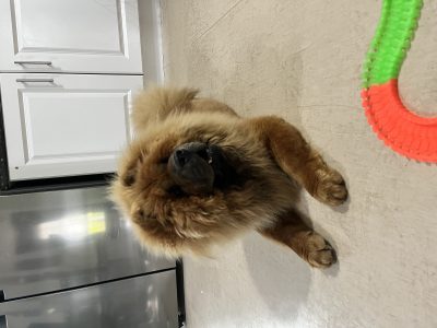 Chow Chow for Stud in Ballina – IKC Registered