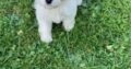 Adorable Female Cavachon puppy for sale