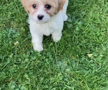 Cavachon Puppy for Sale in Cavan – Playful & Sweet