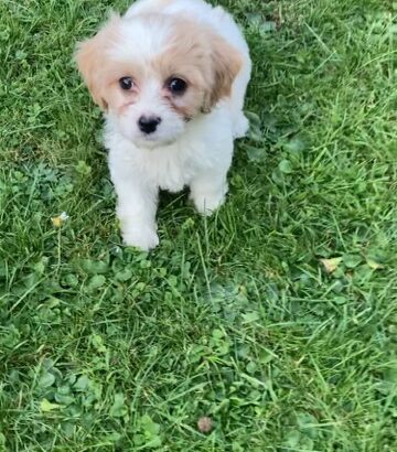 Adorable Female Cavachon puppy for sale