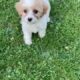 Adorable Female Cavachon puppy for sale