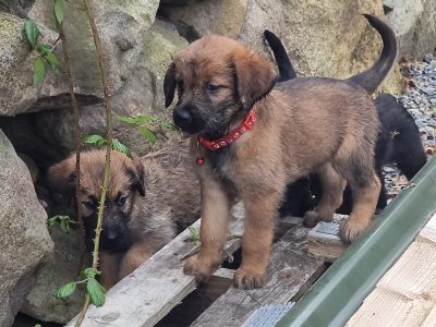 Golden Doodle Mix Puppies in Dundalk