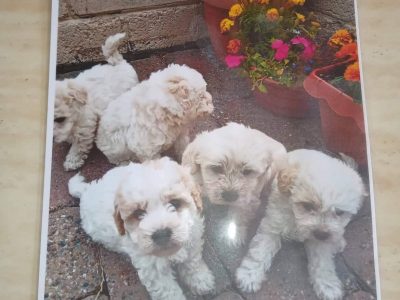 Bichon X Puppies for Sale in Main St