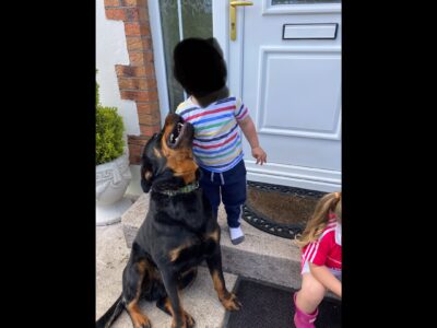 Playful Rottweiler Puppies in County Cavan