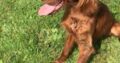 Irish Setter Puppies for sale 2 Male & 2 Female