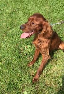 Irish Setter Puppies for Sale in Clare