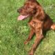 Irish Setter Puppies for sale 2 Male & 2 Female