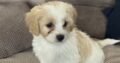 Adorable Female Cavachon puppy for sale