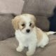 Adorable Female Cavachon puppy for sale