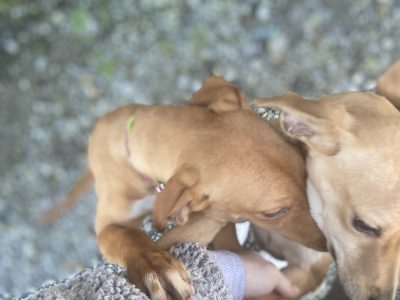 Whippet Beagle Cross in Ballinasloe – IKC Registered