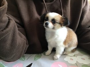 Long haired chihuahua pups ikc parents