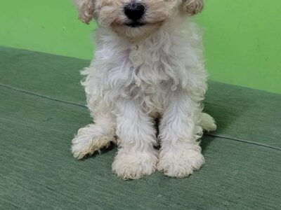 Mini Toy Poodle for Sale in Dublin