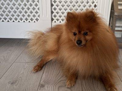 Pomeranian to be rehomed