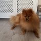 Pomeranian to be rehomed