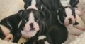 Boston Terrier pups for sale