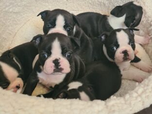 Boston Terriers for Sale in Sligo – Playful Pups