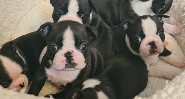 Boston Terrier pups for sale