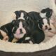 Boston Terrier pups for sale