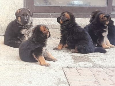 German Shepherd Pups for Sale in N37YK77