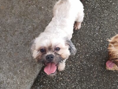 Shih Tzu Puppies in Ballyjamesduff – Playful Duo