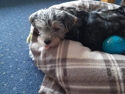 Yorkshire Terrier in Ardee – IKC Registered