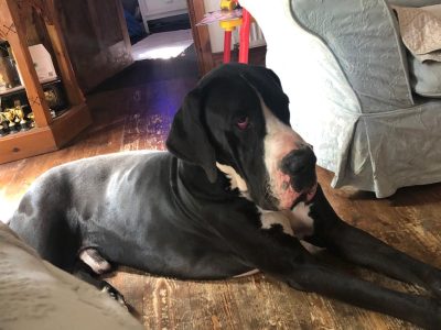 Great Dane Puppies for Sale in Donegal