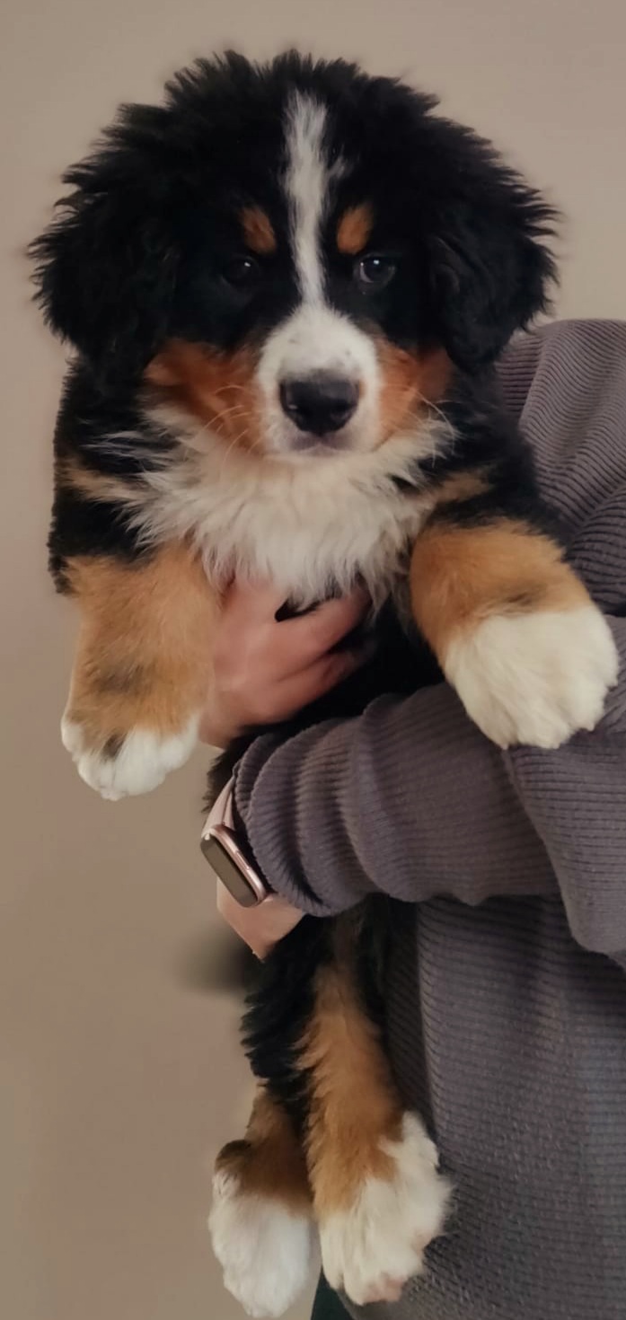 IKC Reg Bernese Mountain Dog Puppies Dogs For Sale Ireland
