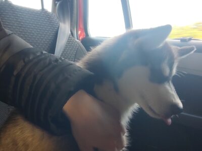 Siberian Husky Puppy in Carlow Town – IKC Registered