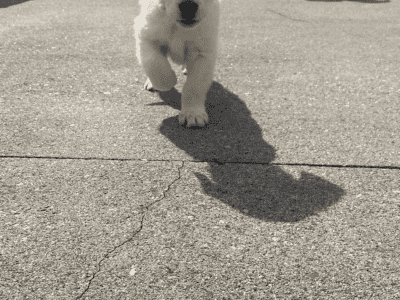 Golden Retrievers in Mayo – Playful Pups Await