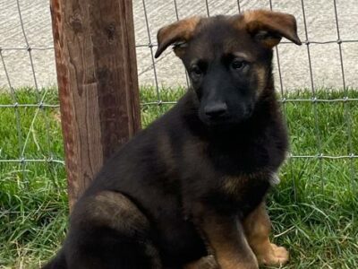 Belgian Malinois Puppies in St Margaret’s