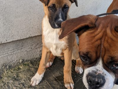 Boxer-Shepherd Puppies for Sale in Kinnegad