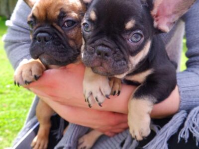 French Bulldog Puppies for Sale in Kilbeggan