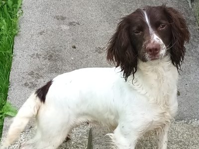 Springer Spaniel in Kilkenny City – IKC Registered