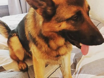 German Shepherd in Waterford City – Affectionate