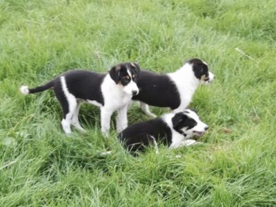 Collie Puppies for Sale in Carlow/Wicklow