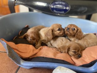 Pure Bred King Charles Puppies