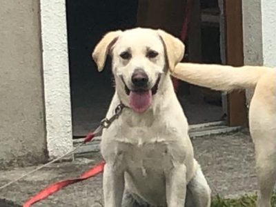 Playful Labrador in F12Y434 – IKC Registered