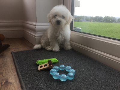 Bichon Frise Puppies for Sale in V94 – IKC Registered