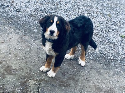 Bernese Mountain Dog in Carlow – IKC Registered